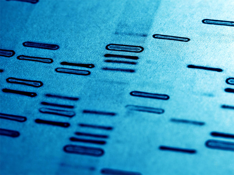 Another 1,000 DNA samples sent to Illumina
