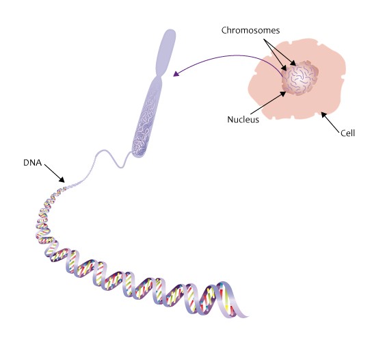 chromosomesincell